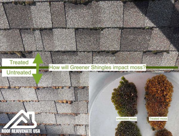 Moss growth on roof